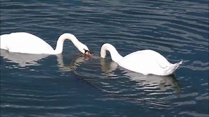 计算机丢失ibcef dll,丢失crypt32.dll,一键修复