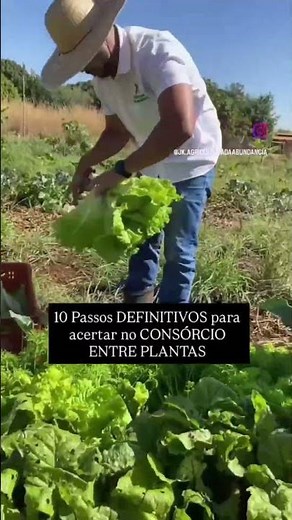 10 Passos definitivos para acertar no consórcio entre plantas, e produzir em Abundância