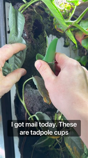 Exciting Mail Day: New Bioactive Terrarium Supplies!