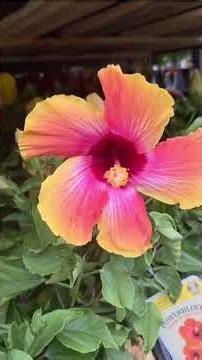 Flowering Spring Plants || Lets enjoy nature