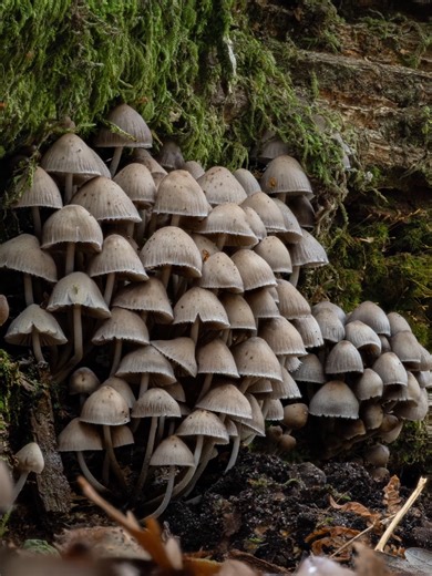 always a treat finding a large group like this 😁 Taken with OM System OM1 mk II OM System 90mm f3.5 macro Natural light Focus stacked using Helicon Focus #viral #photography #OMSystem #Outdoors #trending