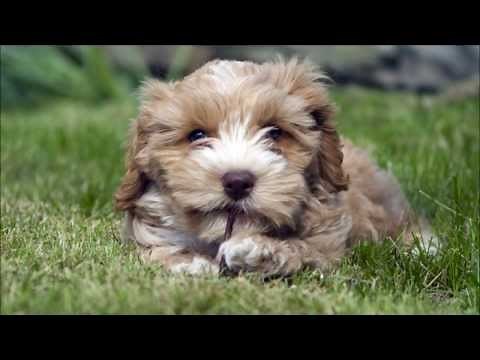 Cockapoo Puppies For Sale at PetsYouLike