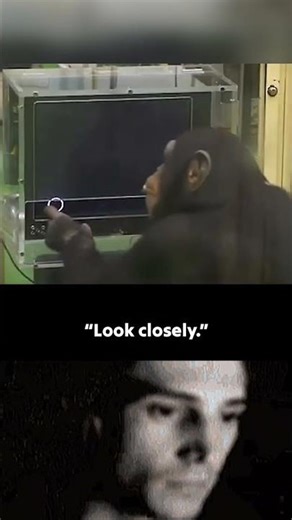 Chimpanzee Outsmarts Humans in a Memory Test 🤯🐒 #shorts #ytshorts #viralvideos