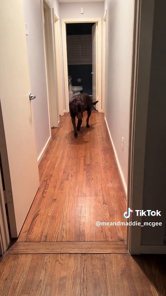 I need someone to convince me my 4yo baby doesn’t have bone cancer and is going to die…. He’s at the vet right now they are going to call me with news. I’m down extremely bad he just started limping out of nowhere