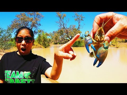 CATCH CLEAN COOK !!! The LEGENDARY Australian Blueclaw Yabby !!!