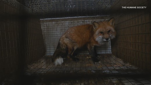 1 year after Ashtabula fur farm rescue, some animals still recovering as Ohio weighs oversight gaps