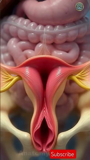 Female Reproductive System Explained |Medical Animation