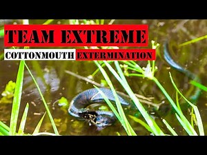 Shooting Dangerous Cottonmouths