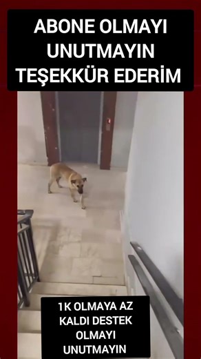 Hanimi benim tatlişim #keşfet #viral #köpek