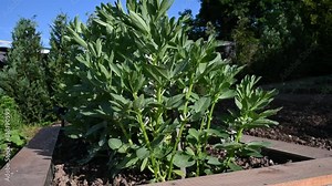 Flowering Broad bean plants. Blooming Vicia Faba or field bean in vegetable garden in raised bed.