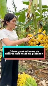 How were millions of dollars made from banana leaves?#banana #food #youtubeshorts #amazing #fyp