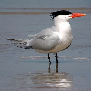 Royal tern - Alchetron, The Free Social Encyclopedia