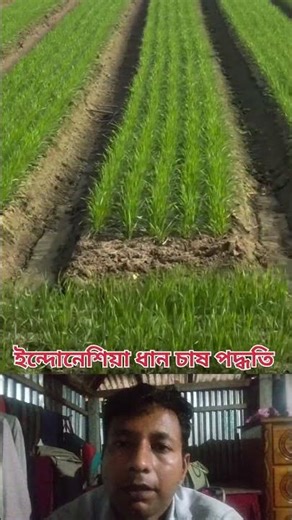 Indonesia's modern rice planting method | Indonesia Rice Planting Method