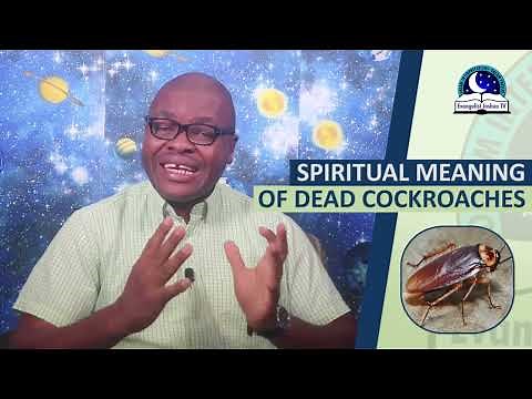 SPIRITUAL MEANING OF DEAD COCKROACHES - Biblical Meaning of Dead Cockroaches In Dreams