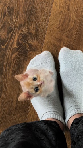 Spoopy Kittens Compilation