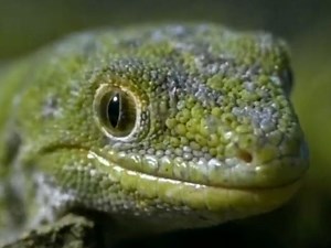 Awards | Bandits of the Beech Forest | Television | NZ On Screen