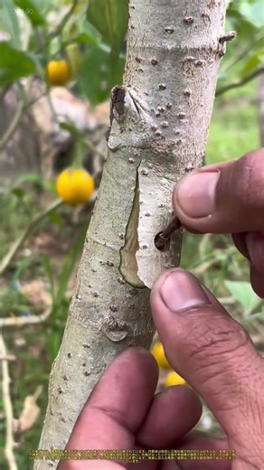 園芸繁殖：果樹の台木への接ぎ木手術