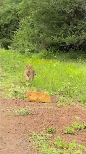 WARTHOG BREAKS WORLD RECORD! 🐗💨baby warthog just set a new land-speed record! #tourismnewsafrica