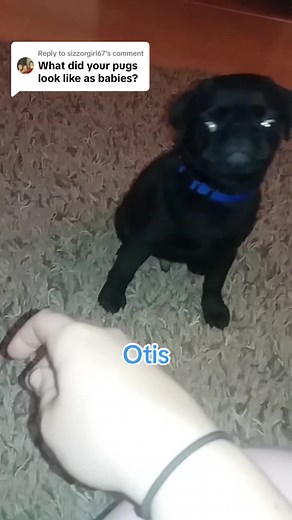 Pug_addict on TikTok