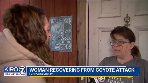 VIDEO: Woman recovering from coyote attack