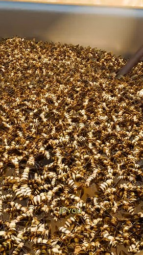 4.7K views · 1.7K reactions | The biggest threat to honey bees? A tiny reddish parasite called Varroa destructor . Smaller than a pinhead, it feeds on bees’ fat bodies and spreads deadly viruses, wiping out entire colonies. Born in Asia, it’s now worldwide, riding along with traded bees. Without bees, much of our food supply is at risk. A tiny bug… with a giant impact. #bee #mite #naturefacts | MindBlow Fact | Facebook