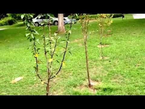Kieffer, Ayers, Orient, Moonglow, and Hood Pear trees on Easley Island. Eatable landscaping.