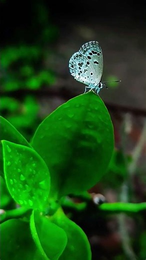 🌿🌧️🌿The common hedge blue butterfly,At rainy morning 🦋🦋