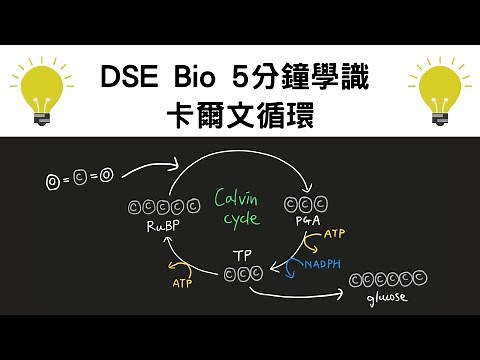 ［三屆Bio 5**］5分鐘學識卡爾文循環 (Calvin cycle) - DSE Bio 網上課程節錄