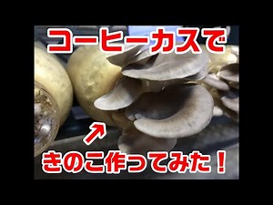 コーヒーかすを利用したキノコ栽培の様子