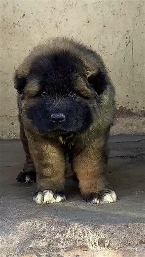 The majesty of the Caucasian ovcharka #fyp #dogsoftiktok #caucasianshepherd