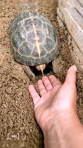 Collect the turtle eggs and put them in the greenhouse to hatch!🐢🥚#turtle #🐢 #turtles #tortoise #cute #pet #reptile | Timothy Miller