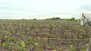 Des chevaux travaillent dans les vignes françaises, pour remplacer les tracteurs