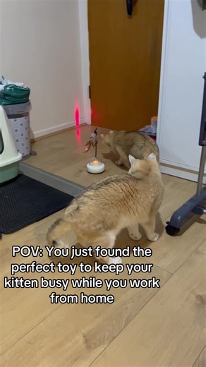 Triggers natural hunting instincts, keeps them active, and provides hours of entertainment, usb rechargeable.just with a simple touch is start to move around again #cats #petproducts #happycat #kitty #playful