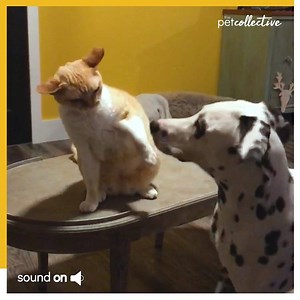 431K views · 1.3K shares | This Cat Does Not Want To Be Friends With This Dalmatian! | Try Not to Laugh | Facebook