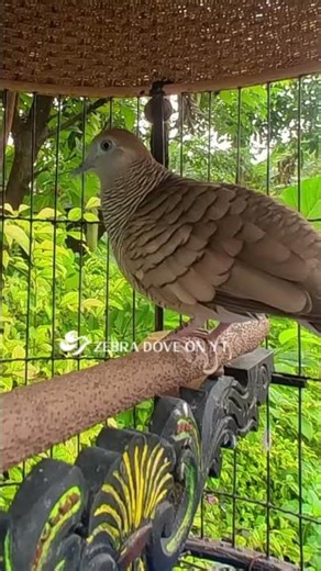 Zebra Dove call Bird sounds for relaxations 154 #birds #birdsounds #birdsoundscape #birdsong #animal