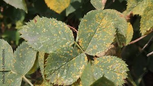 Rose rust. Symptoms of fungal disease of roses in form of yellow spots on the leaves