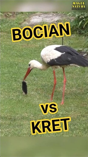 Flying Mole vs. Stork