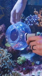 5K views · 22 reactions | Nyos made their mark with their protein skimmers and continuously up their game, like their floating fish trap and new G2 OPUS aquariums! What's your favorite Nyos product? 樂 #bulkreefsupply #brstv #saltwateraquarium #reeftank #reef #fishtank #coral #reefaquarium #saltwatertank #aquarium #marinelife #oceanlife #tropicalfish #fish #hobby #freshwater #freshwateraquarium #plantedtank #aquascape #nyos | Bulkreefsupply.com - Saltwater Aquarium Supplies | Facebook