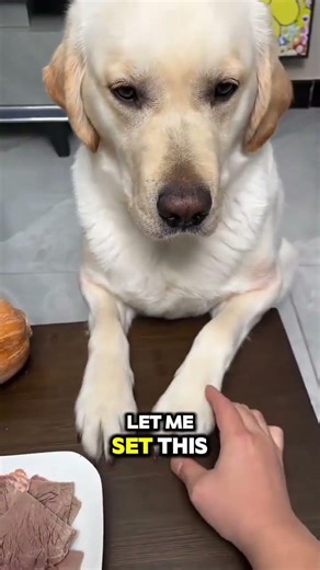 Rocky vs Me: The Ultimate Brave Challenge! 😱🔥#shorts