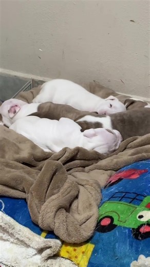 Cachorros Bebés Bailando y Jugando