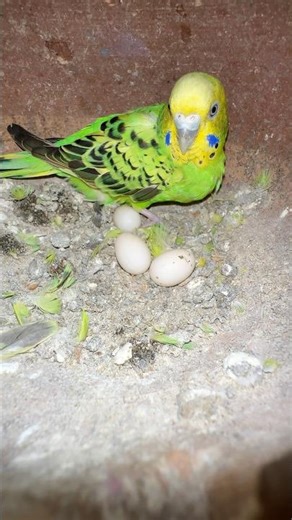Budgies parrot lay eggs #youtubeshorts #birds #minivlogs #