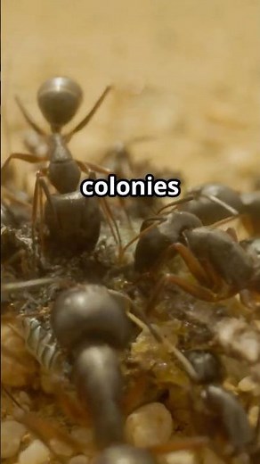 The Argentine Ant Invasion: Fast Facts!
