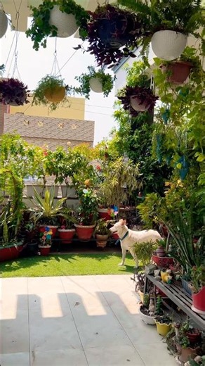 balcony garden 🏡#gardening #homegarden #gardeningtips #garden #plants