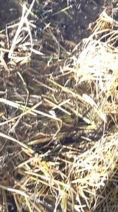 Souvenir, novembre 2021 en Alberta Connec Outdoors | La chasse avec Charles Dorris