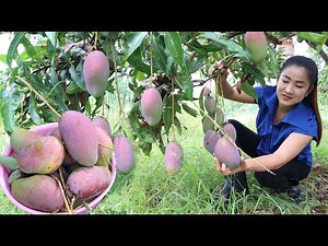 Harvest purple mangoes from my cashew farm for my recipe / Cooking with Sreypov