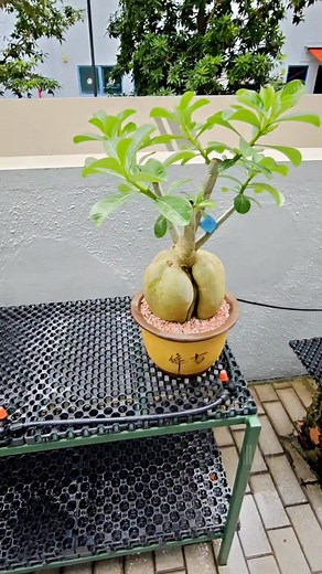 种地上的实身树头 🤗 这圆圆滑滑的屁股 🤣 #富贵花 #adenium | Jimmy Ang