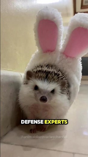 Can Hedgehogs Really Shoot Their Quills? 🦔