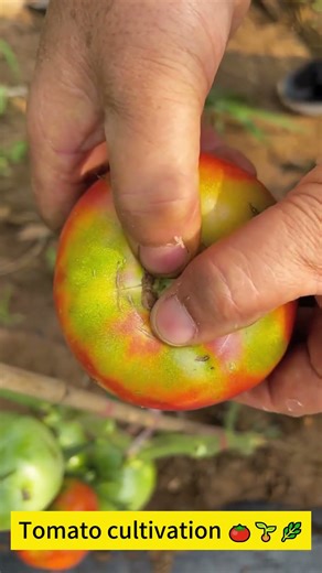 Tomato cultivation 🍅🌱🌿
