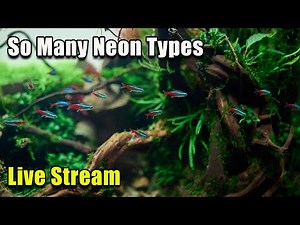 [LIVE] All The Best Types of Neons + Fish Q&A and a Giveaway!