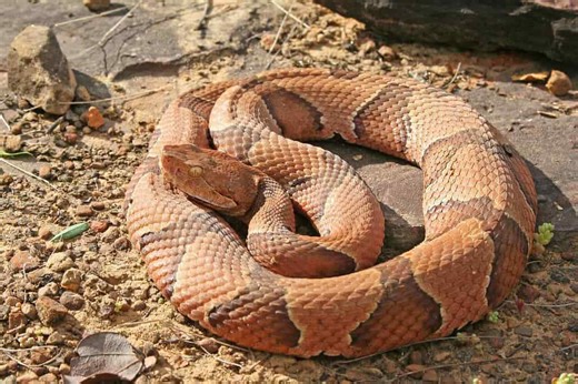The Most Massive Copperhead Ever Recorded